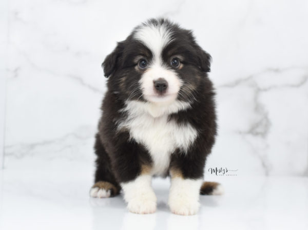 Mini / Toy Australian Shepherd Puppy Nuggie