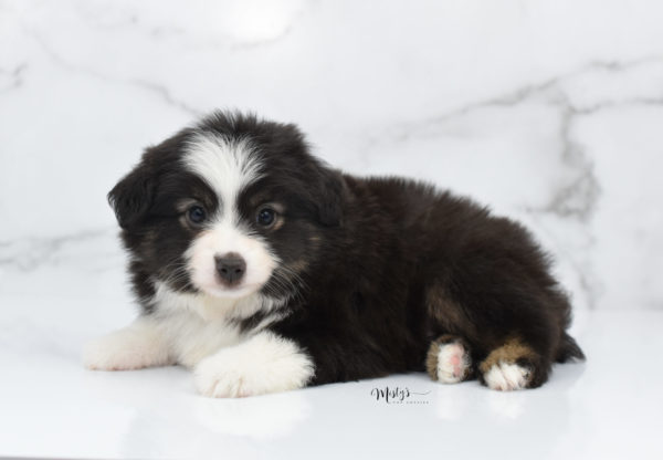 Mini / Toy Australian Shepherd Puppy Nuggie