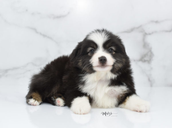 Mini / Toy Australian Shepherd Puppy Nuggie