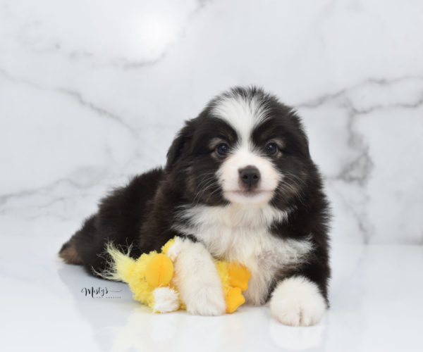 Mini / Toy Australian Shepherd Puppy Nuggie