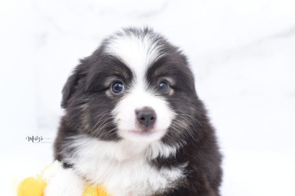 Mini / Toy Australian Shepherd Puppy Nuggie