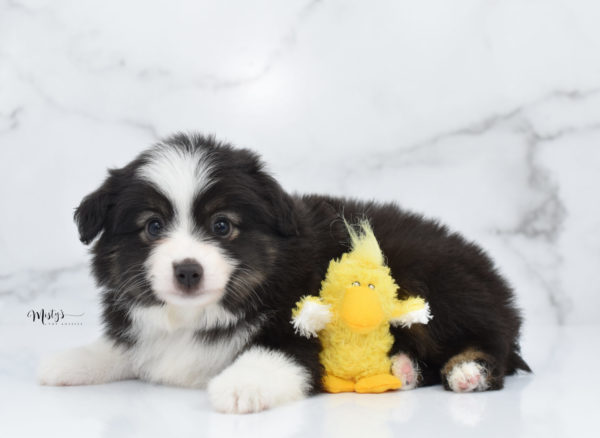 Mini / Toy Australian Shepherd Puppy Nuggie