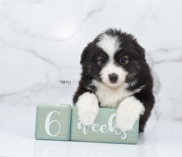 Mini / Toy Australian Shepherd Puppy Nuggie