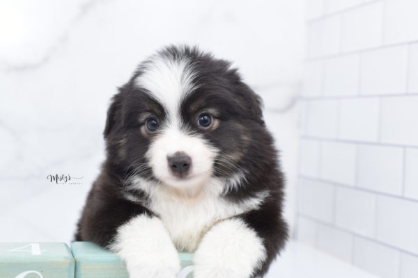 Mini / Toy Australian Shepherd Puppy Nuggie