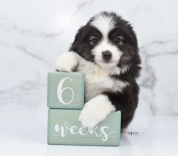 Mini / Toy Australian Shepherd Puppy Nuggie