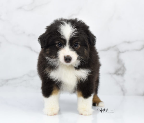 Mini / Toy Australian Shepherd Puppy Nuggie