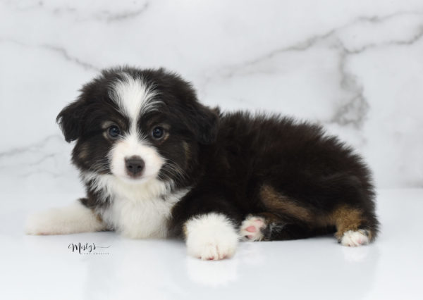 Mini / Toy Australian Shepherd Puppy Nuggie