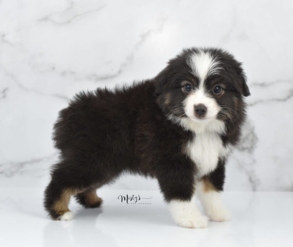 Mini / Toy Australian Shepherd Puppy Nuggie