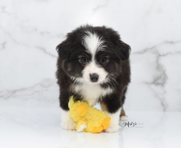 Mini / Toy Australian Shepherd Puppy Nuggie