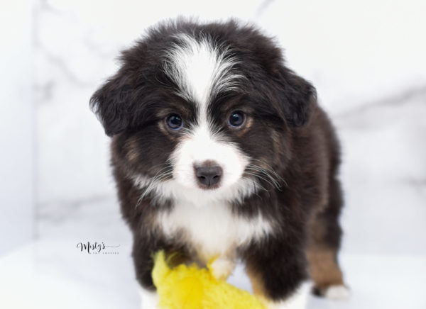 Mini / Toy Australian Shepherd Puppy Nuggie