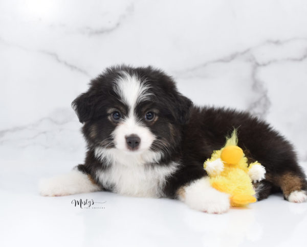 Mini / Toy Australian Shepherd Puppy Nuggie