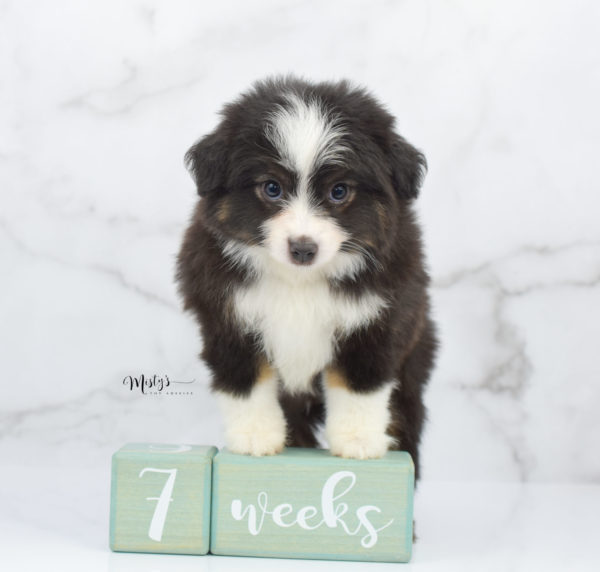 Mini / Toy Australian Shepherd Puppy Nuggie