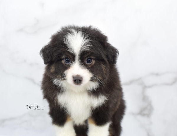 Mini / Toy Australian Shepherd Puppy Nuggie