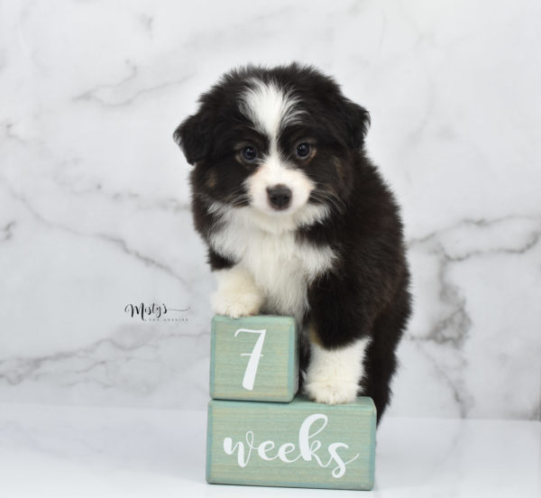 Mini / Toy Australian Shepherd Puppy Nuggie