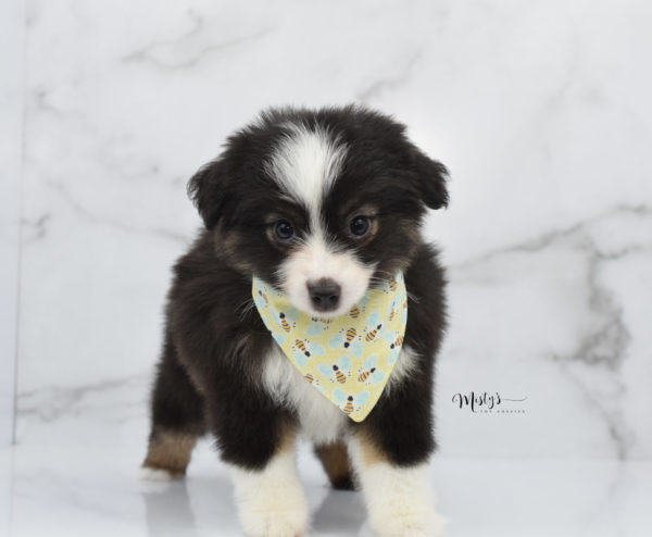 Mini / Toy Australian Shepherd Puppy Nuggie