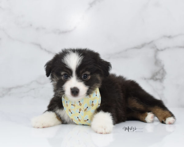 Mini / Toy Australian Shepherd Puppy Nuggie