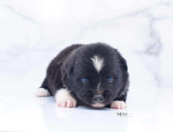 Mini / Toy Australian Shepherd Puppy Ocho