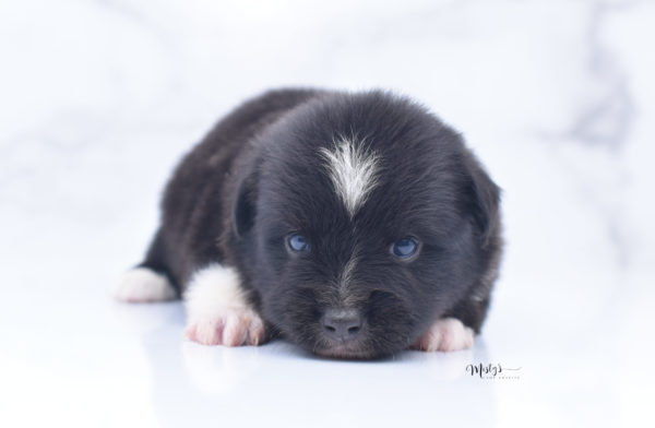 Mini / Toy Australian Shepherd Puppy Ocho