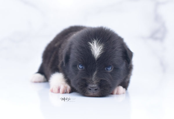 Mini / Toy Australian Shepherd Puppy Ocho