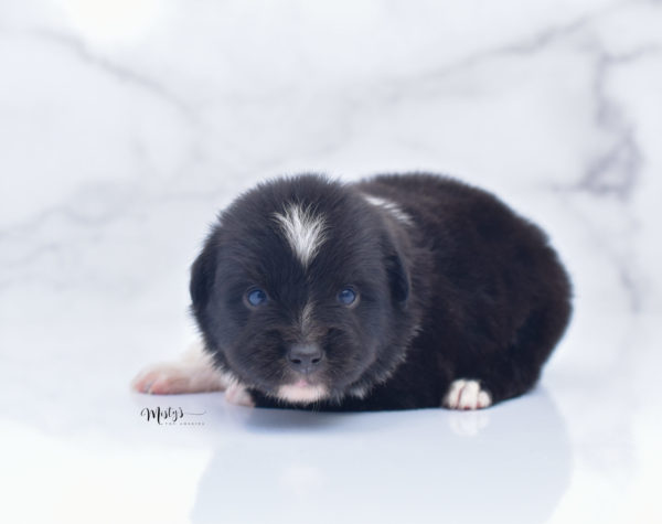 Mini / Toy Australian Shepherd Puppy Ocho