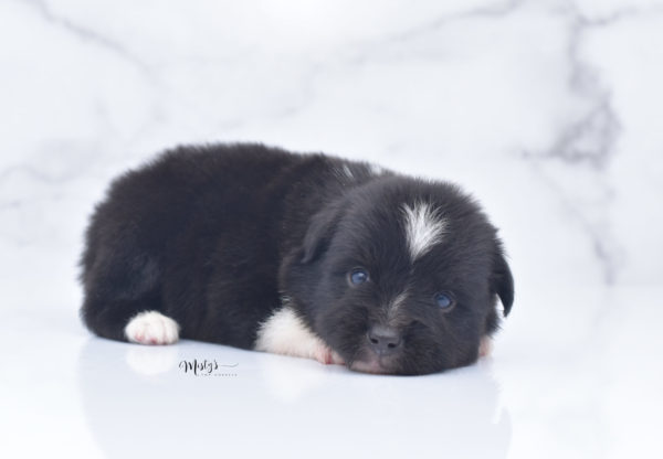 Mini / Toy Australian Shepherd Puppy Ocho
