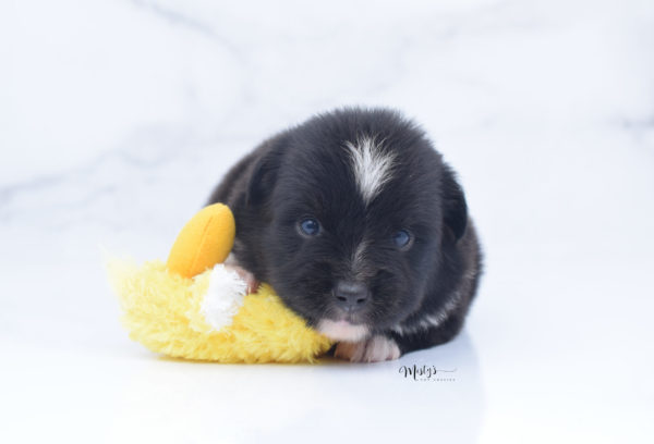 Mini / Toy Australian Shepherd Puppy Ocho