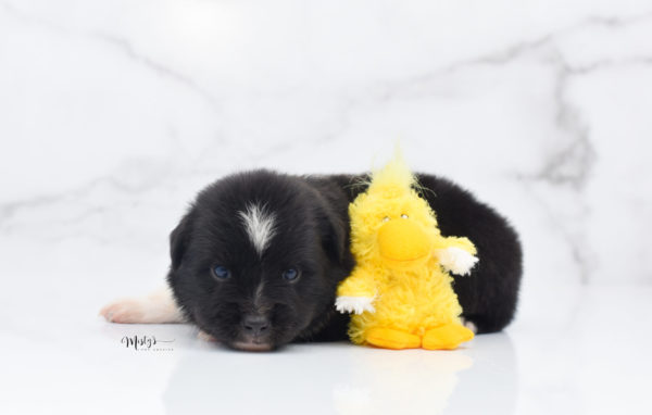 Mini / Toy Australian Shepherd Puppy Ocho