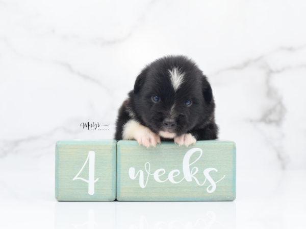 Mini / Toy Australian Shepherd Puppy Ocho