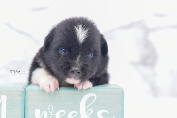 Mini / Toy Australian Shepherd Puppy Ocho