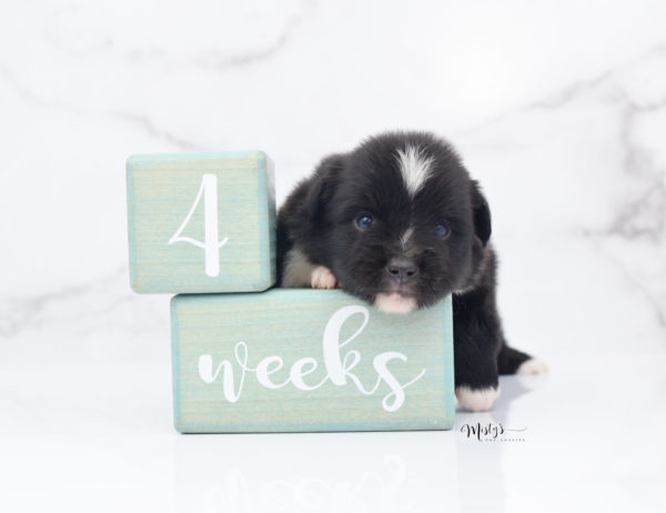 Mini / Toy Australian Shepherd Puppy Ocho