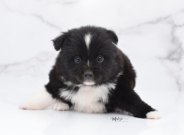 Mini / Toy Australian Shepherd Puppy Ocho