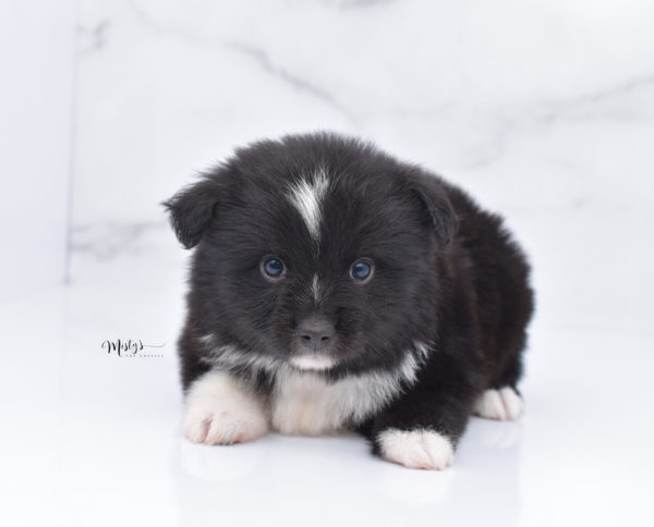 Mini / Toy Australian Shepherd Puppy Ocho