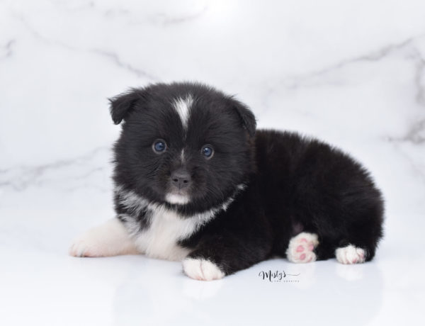 Mini / Toy Australian Shepherd Puppy Ocho