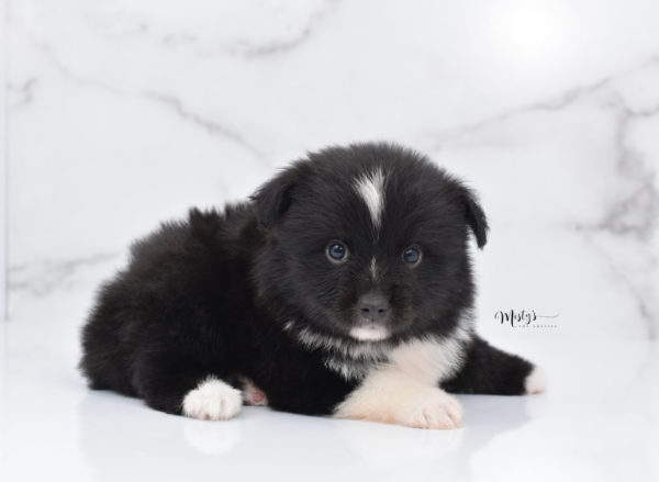 Mini / Toy Australian Shepherd Puppy Ocho