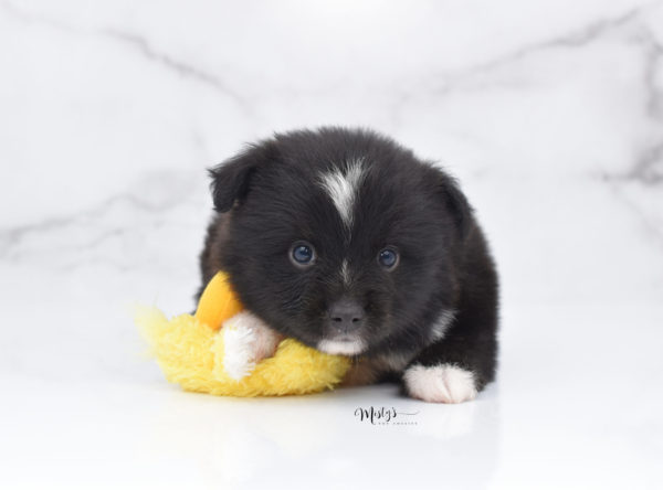 Mini / Toy Australian Shepherd Puppy Ocho