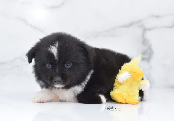 Mini / Toy Australian Shepherd Puppy Ocho