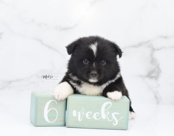 Mini / Toy Australian Shepherd Puppy Ocho