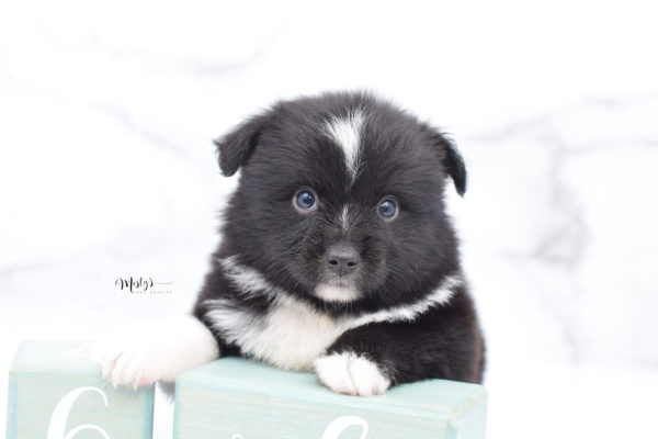 Mini / Toy Australian Shepherd Puppy Ocho