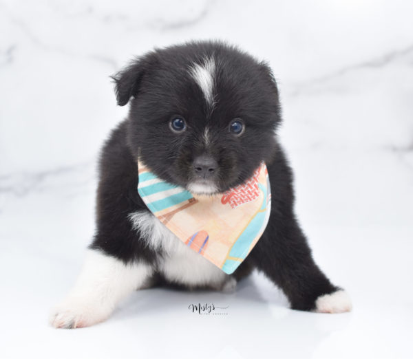 Mini / Toy Australian Shepherd Puppy Ocho