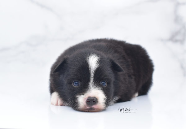 Mini / Toy Australian Shepherd Puppy Olive