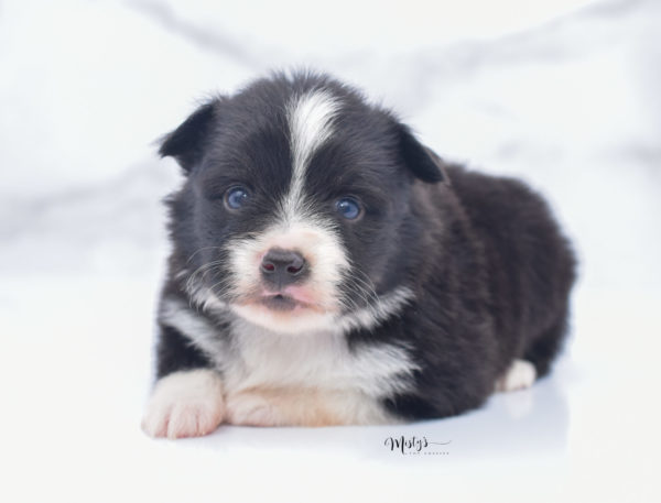 Mini / Toy Australian Shepherd Puppy Olive