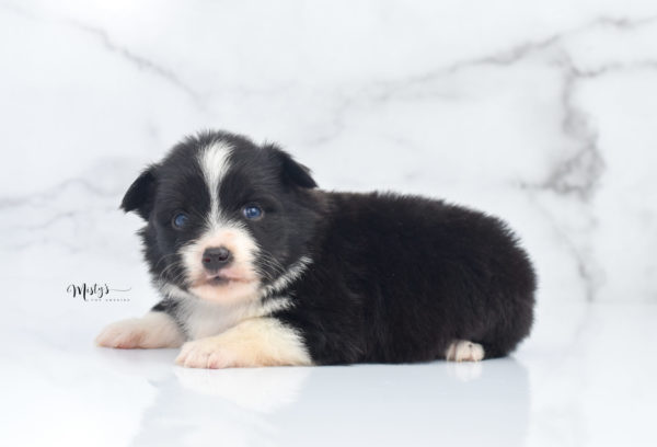 Mini / Toy Australian Shepherd Puppy Olive