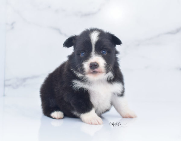 Mini / Toy Australian Shepherd Puppy Olive