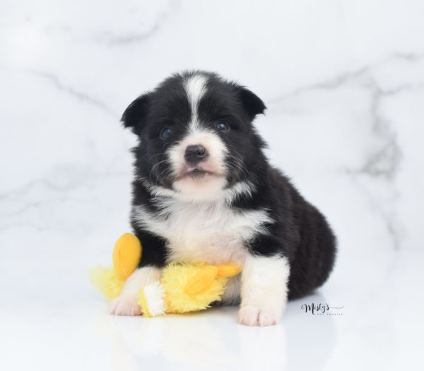 Mini / Toy Australian Shepherd Puppy Olive