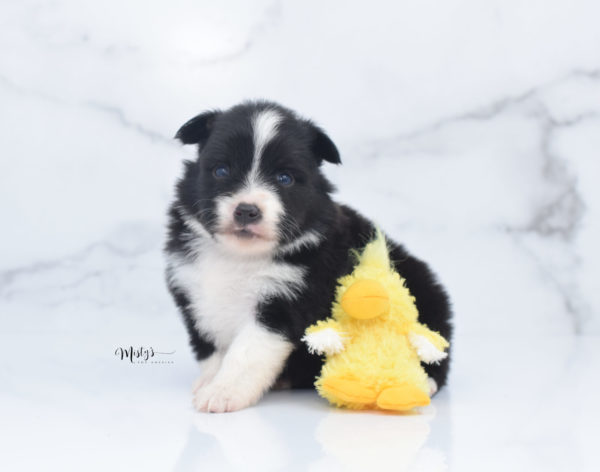 Mini / Toy Australian Shepherd Puppy Olive