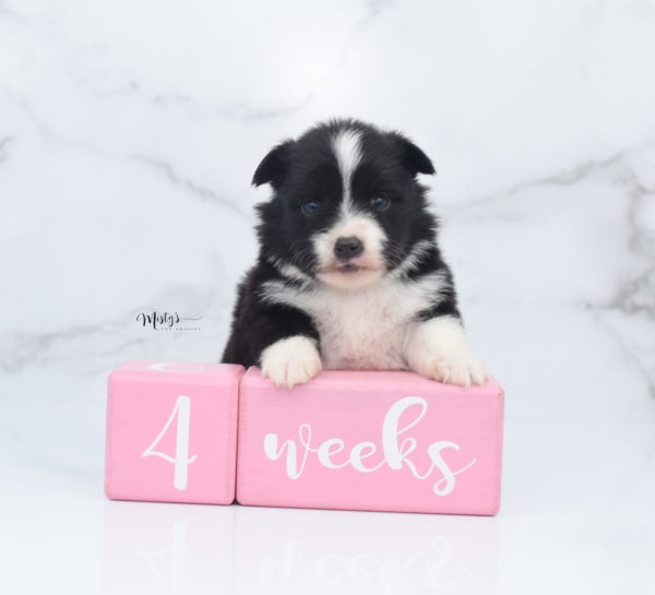 Mini / Toy Australian Shepherd Puppy Olive