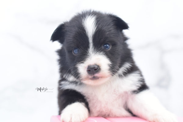 Mini / Toy Australian Shepherd Puppy Olive