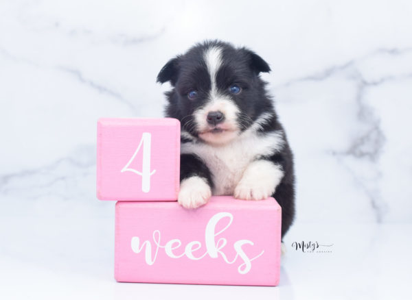 Mini / Toy Australian Shepherd Puppy Olive