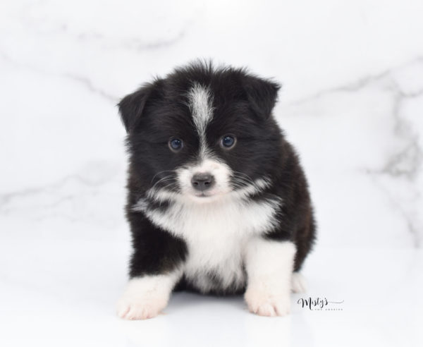 Mini / Toy Australian Shepherd Puppy Olive