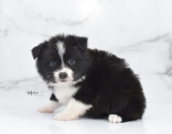 Mini / Toy Australian Shepherd Puppy Olive